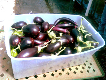 Eggplant Sprout