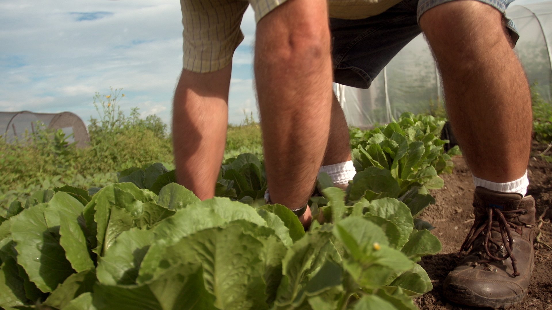 harvesting greens