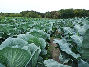 Rows of leafy green cabbage plants growing in a large field, with trees in the background.