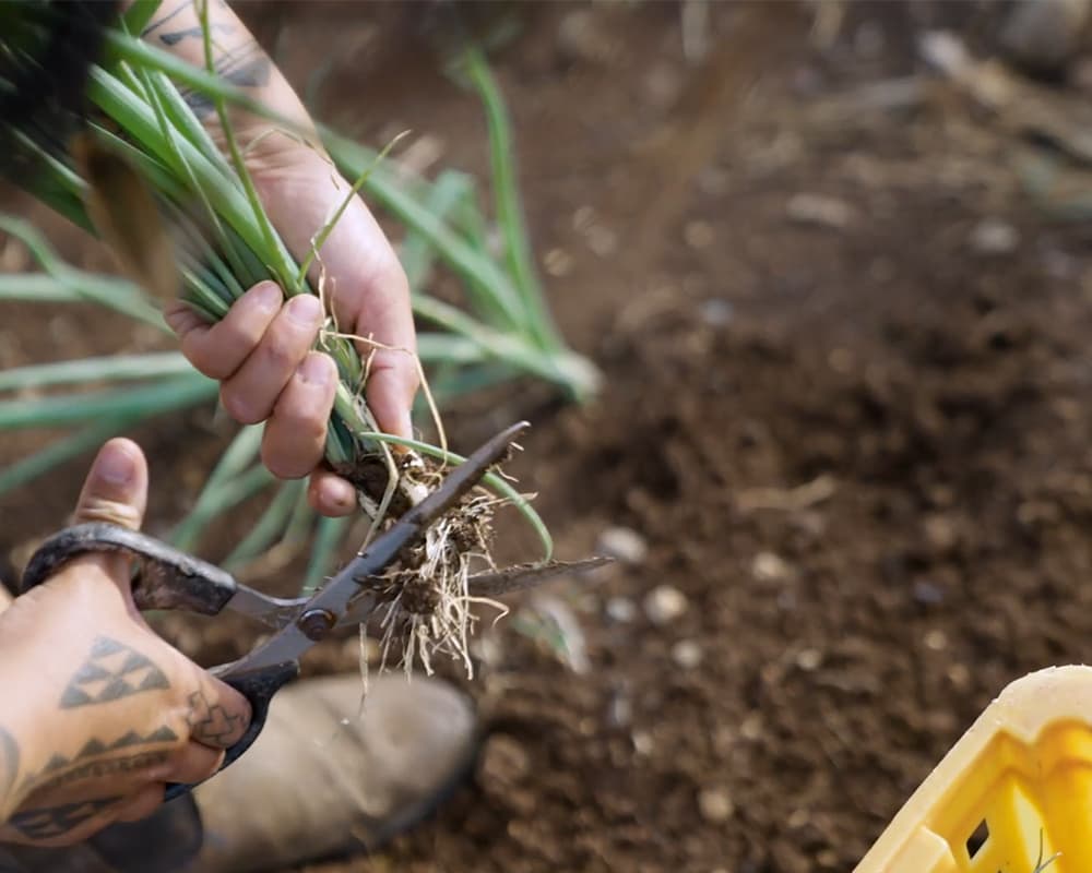 Someone with a traditional Hawaiian tattoo cutting the roots off of some green onions over a garden.