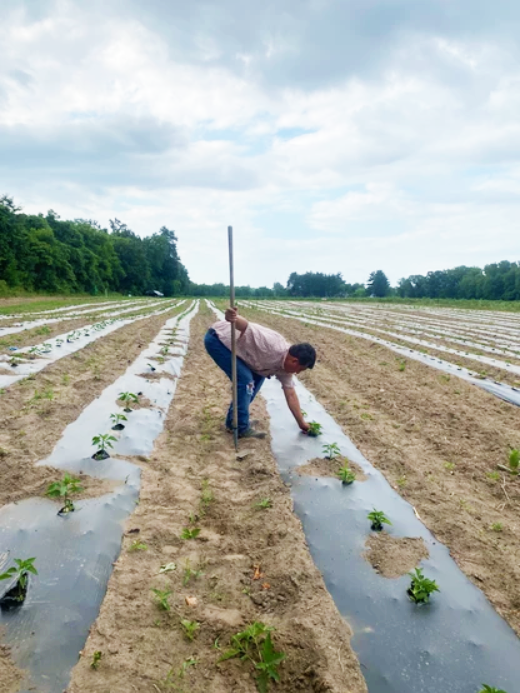 Farm worker at Emery Farms wearing jeans and a shortsleeve shirt bending over to attend a row of crops in a large, planted field.