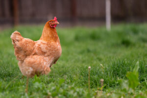 A brown chicken stands on green grass with a blurred background.