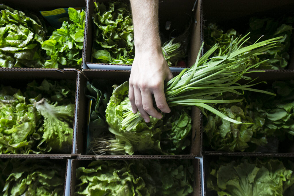 A hand picks green onions from boxes filled with fresh lettuce and leafy greens.