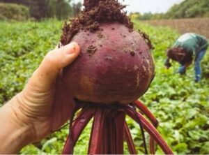 Hand holding a large beetroot freshly pulled from the ground, with a person harvesting in the background.