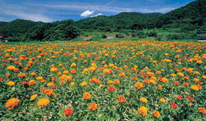 A field of orange and yellow flowers with green hills and blue sky in the background.