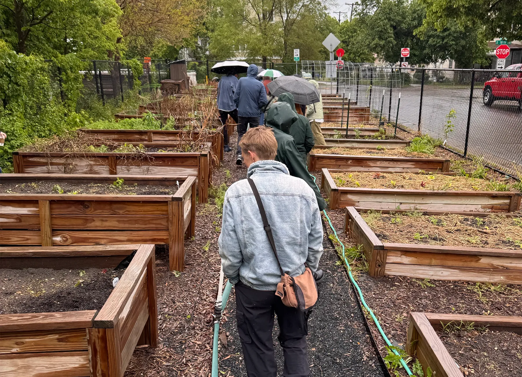 People walk through a community garden with raised beds on a rainy day, some holding umbrellas.