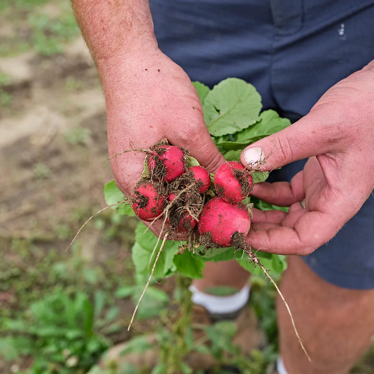 Hands holding freshly picked, dirt-covered radishes with leaves attached, outdoors in a garden.